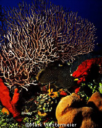 Reef - Image taken in Cayman Islands with a Nikonos V, SB... by Mark Westermeier 